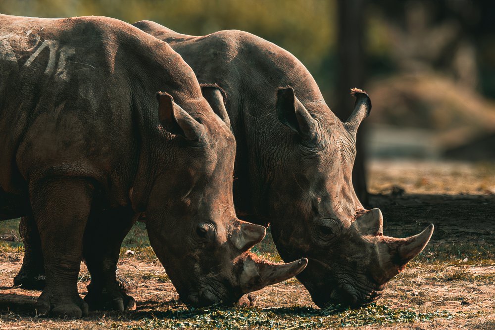 Pair of African Rhinoceroses von Niladri SSV Bhattar