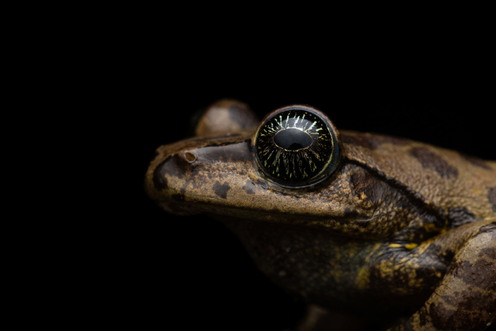 star eyed von NILAKSHI