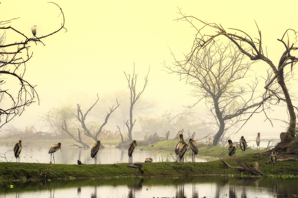 Painted storks at rest von Nilesh J. Bhange