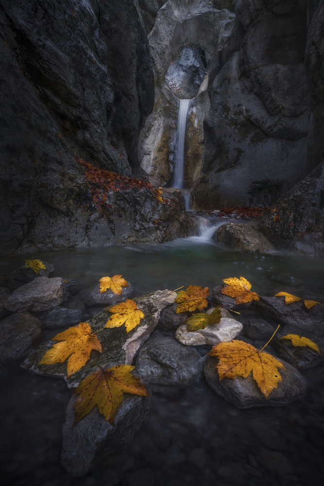 Autumn leaves in the gorge... von Nina Pauli