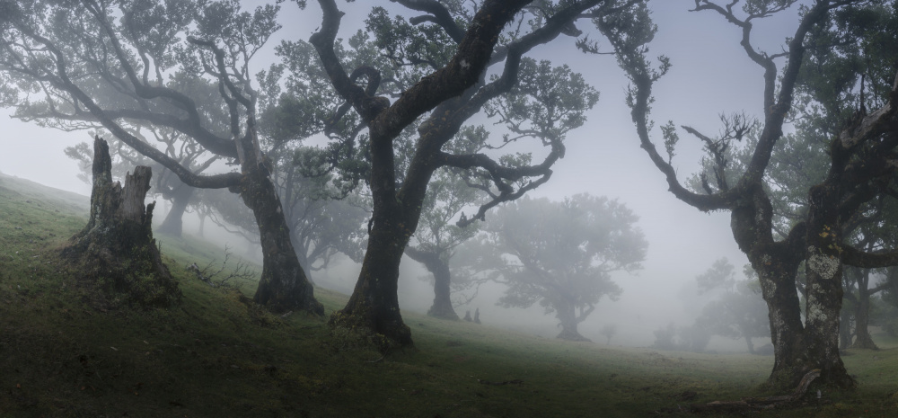 Morning mist von Nina Pauli