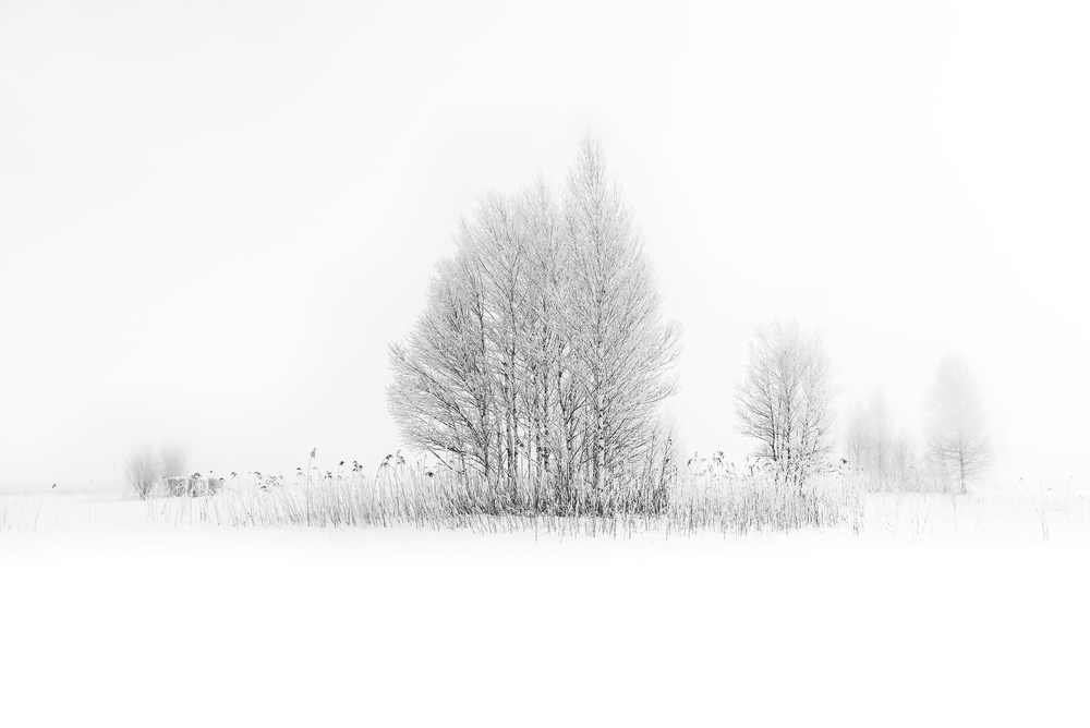 winter birches... von Nina Pauli