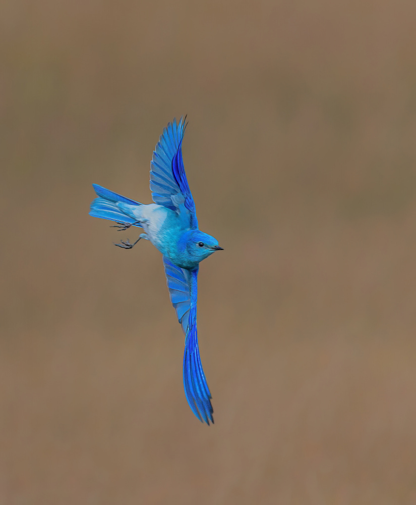 Mountain Bluebird von Ning Lin