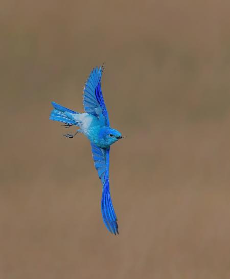 Mountain Bluebird