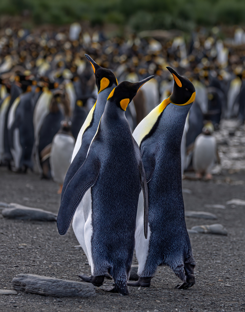 A Trio of Tuxedoed Penguins von Ning Lin