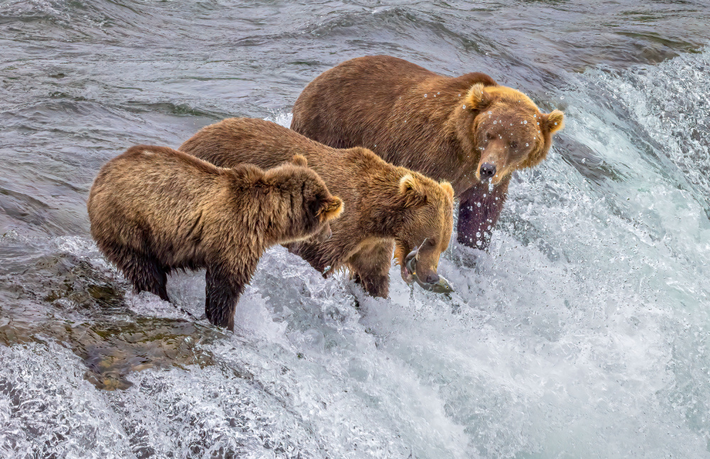 A Bear Family von Ning Lin