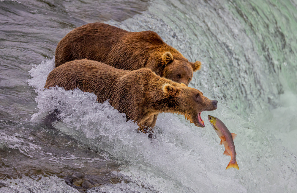 Catch of the Day von Ning Lin