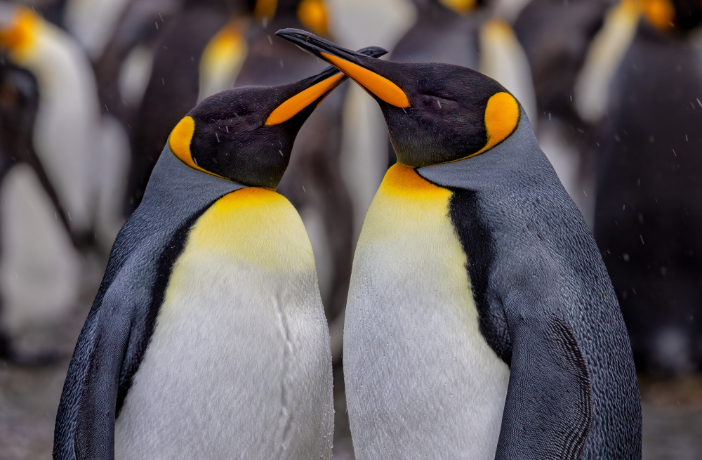 King Penguins in Snowy Day von Ning Lin