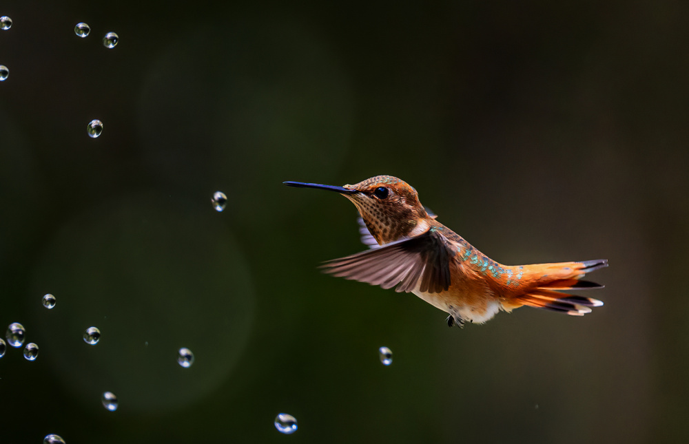 Hummingbird and Water Bubbles von Ning Lin