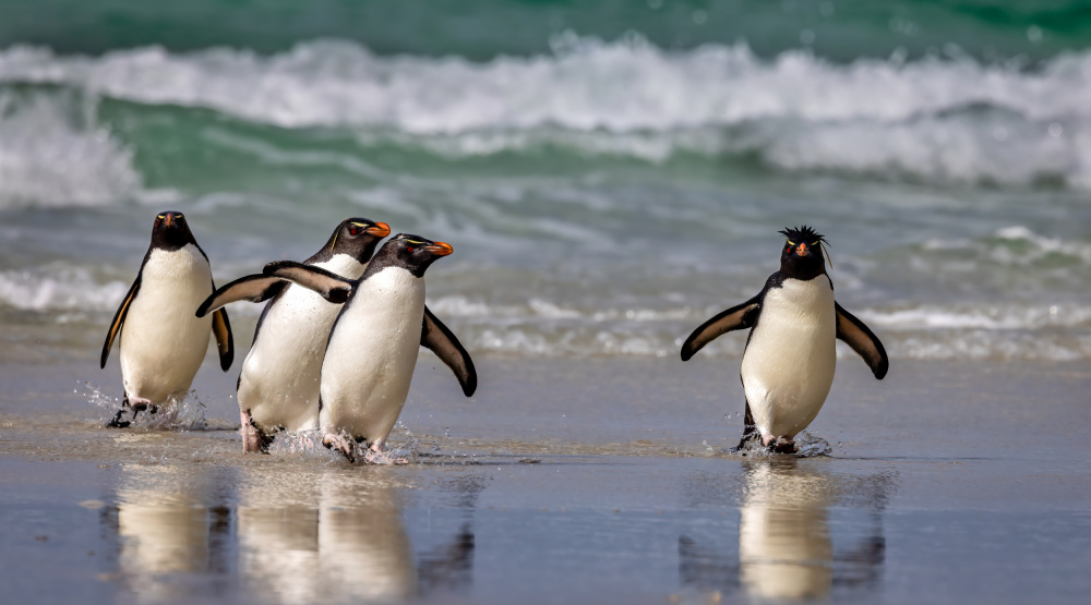 Rockhopper Pinguins just back from the Sea von Ning Lin