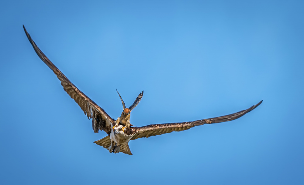 Kestrel Attacking Osprey von Ning Lin