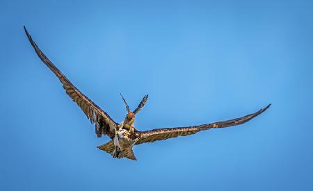 Kestrel Attacking Osprey