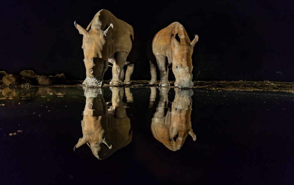 White Rhinos von Ning Lin