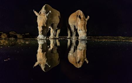 White Rhinos