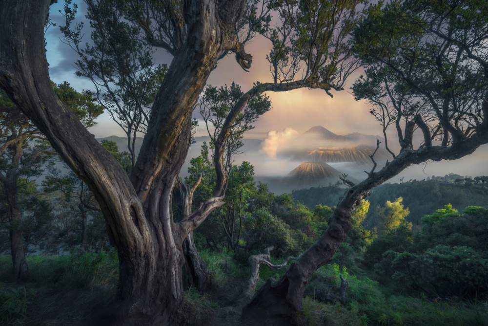 Roar from the ground von NingYun Ye