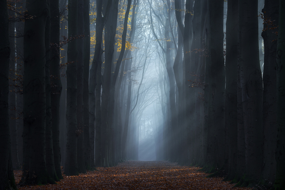 The end of the forest von NingYun Ye