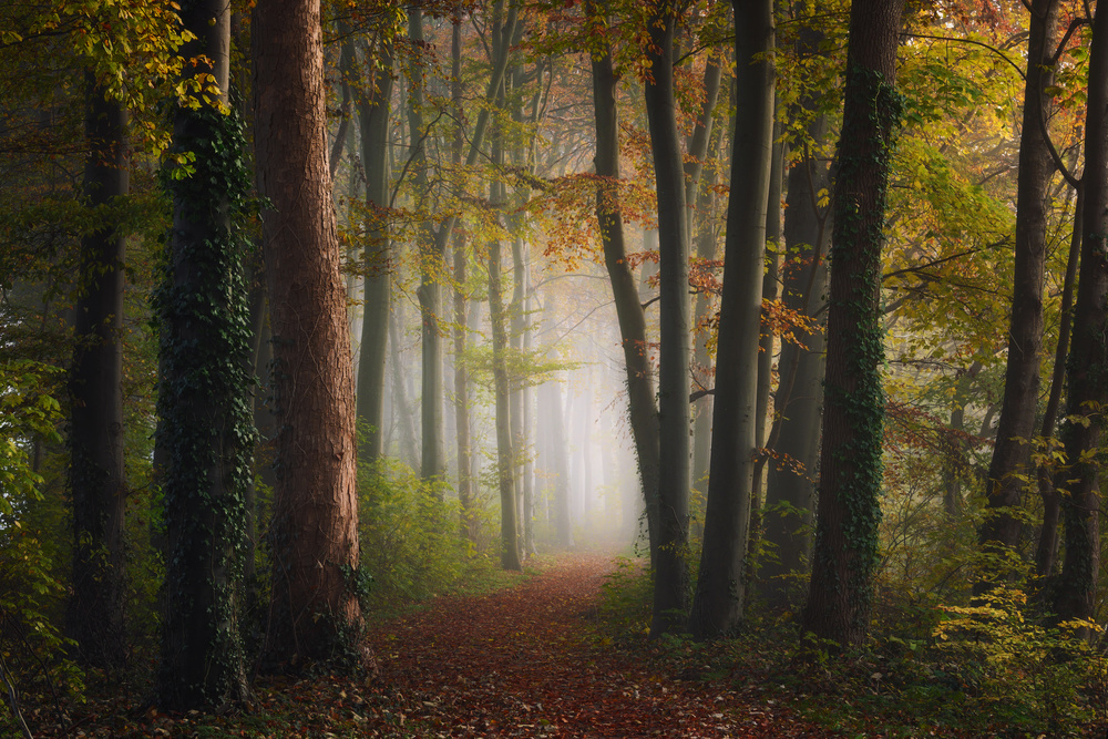 Autumn colorful forest von NingYun Ye