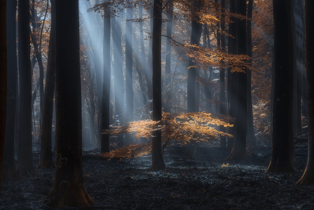 Autumn wind, blowing leaves von NingYun Ye