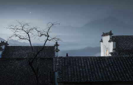 cat on the roof