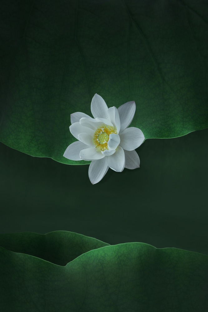 Lotus von NingYun Ye