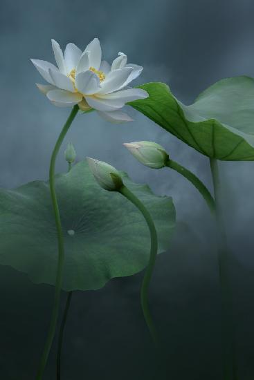 Lotus