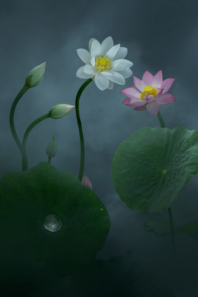 Lotus von NingYun Ye