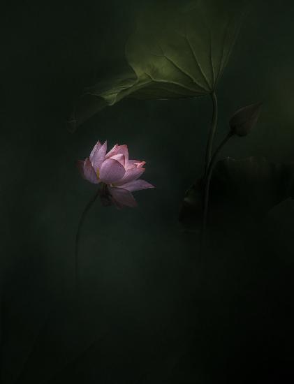 lotus