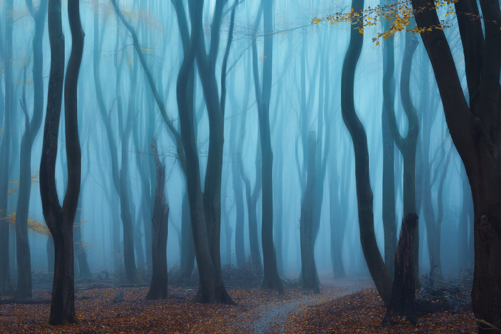 Misty forest von NingYun Ye