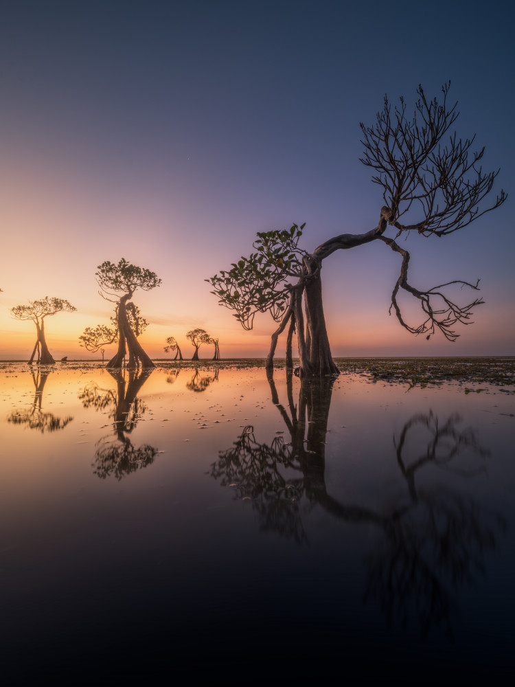 dancing trees von NingYun Ye