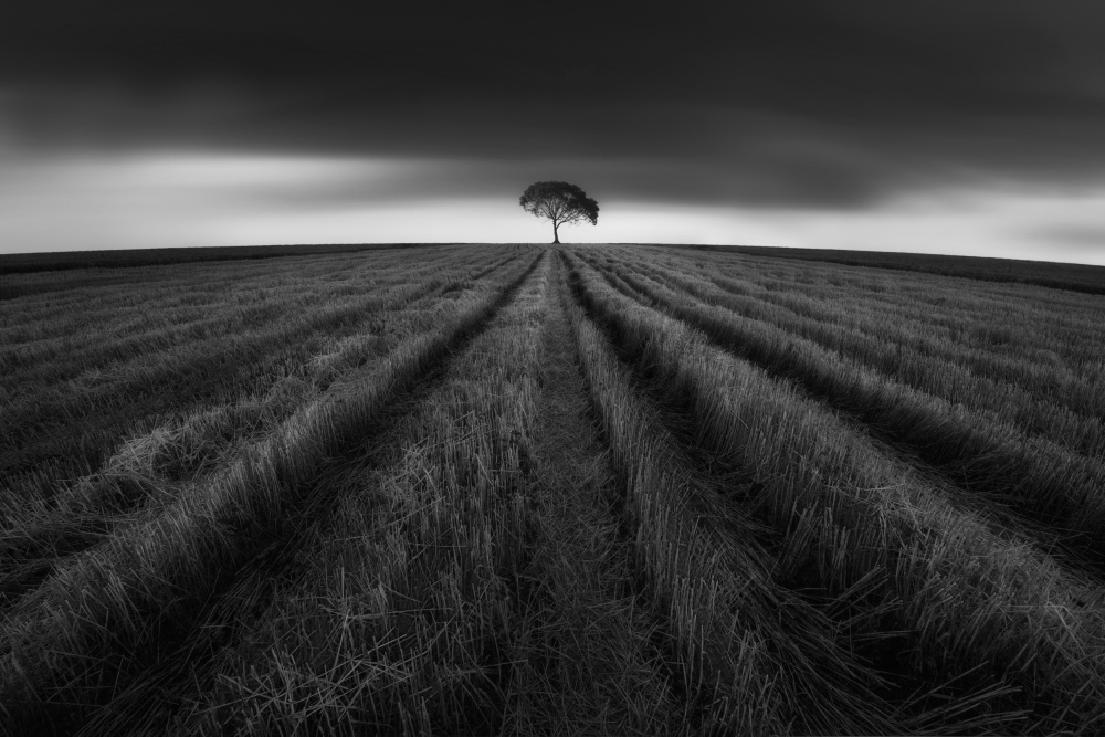 wheat field after harvest von NingYun Ye