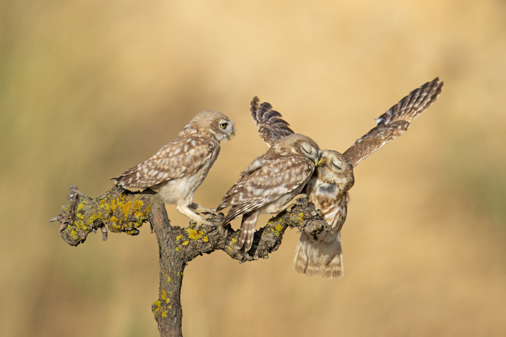 brotherly Love... von nissim levi