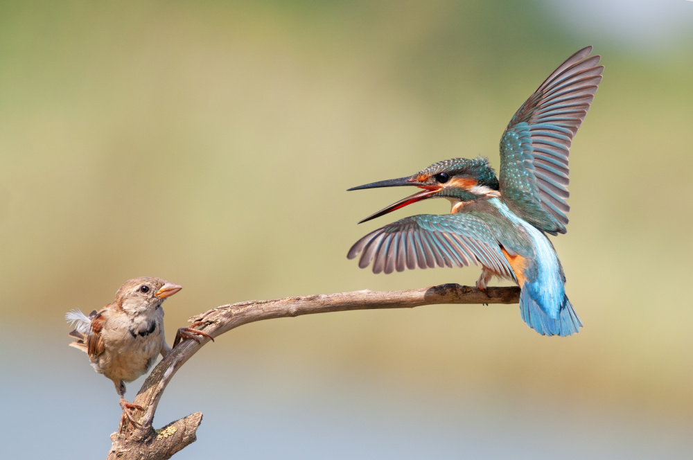 kingfisher vs Sparrow von nissim levi