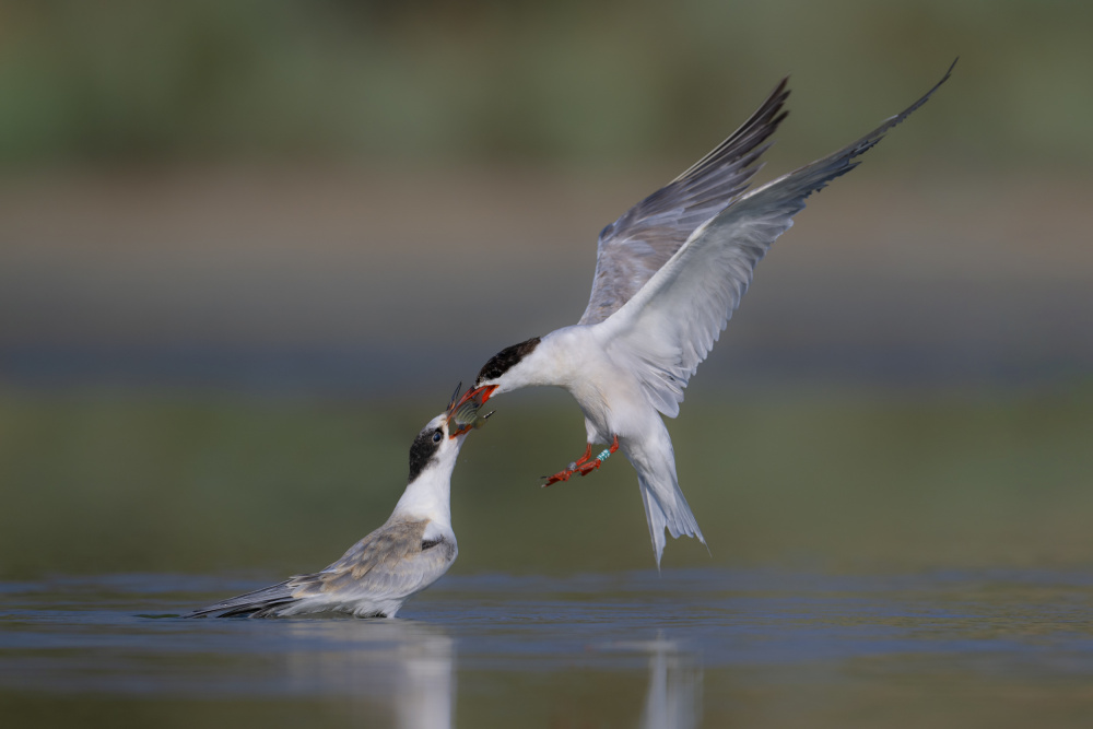 common Tern von nissim levi