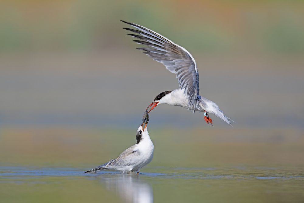 common Tern von nissim levi