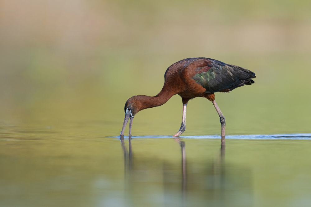 Glossy Ibis von nissim levi