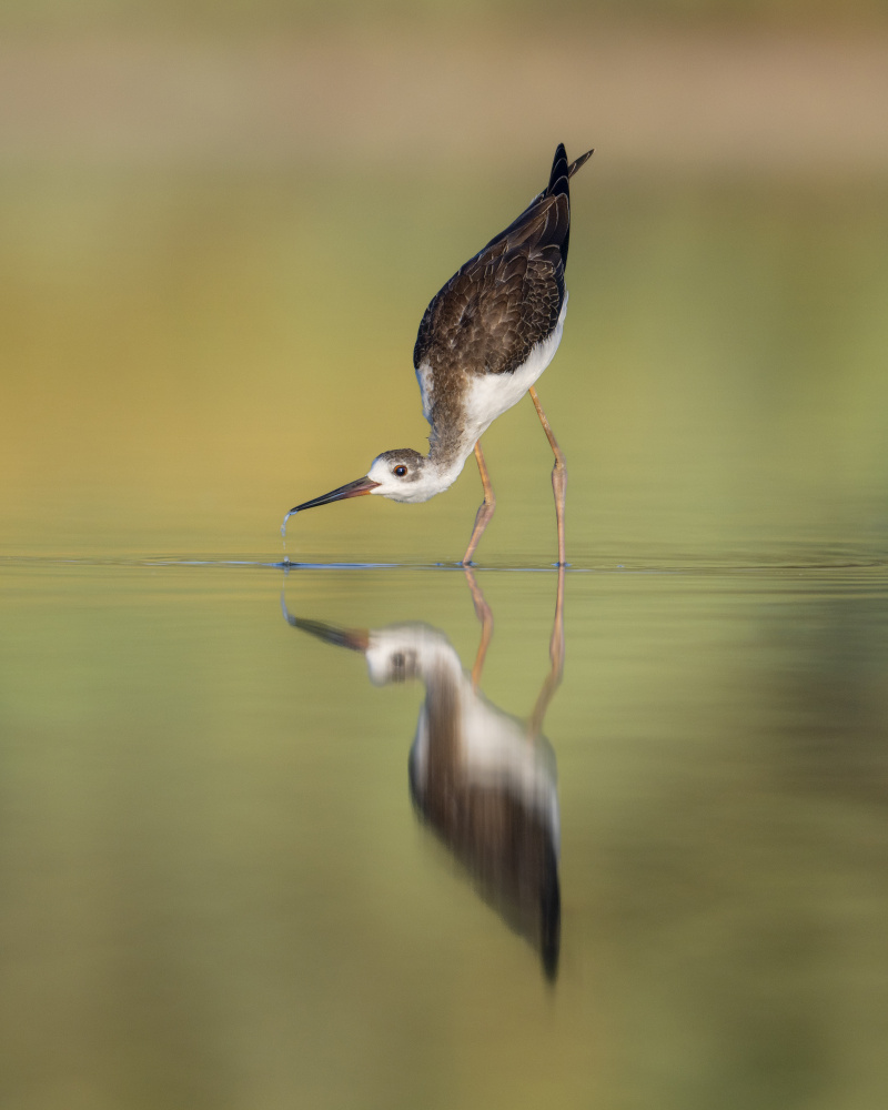 Black winged Stilt von nissim levi