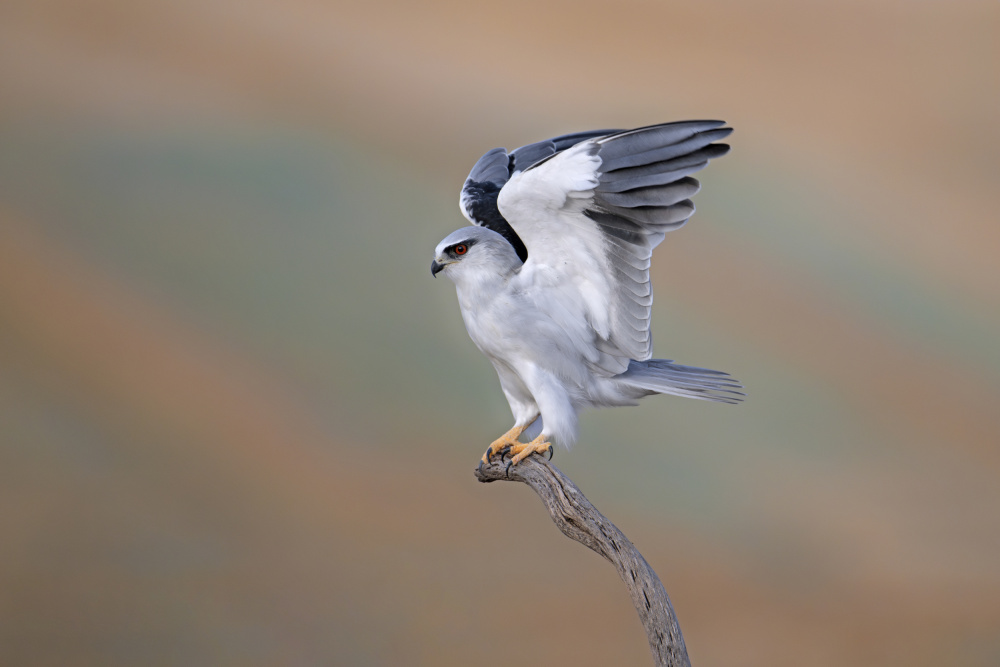 Black-winged Kite von nissim levi