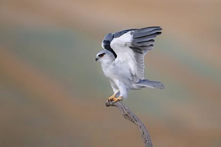 Black-winged Kite