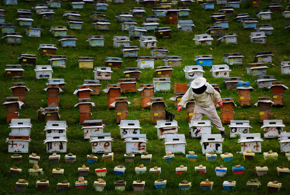 Bee City von Niyazi Gürgen