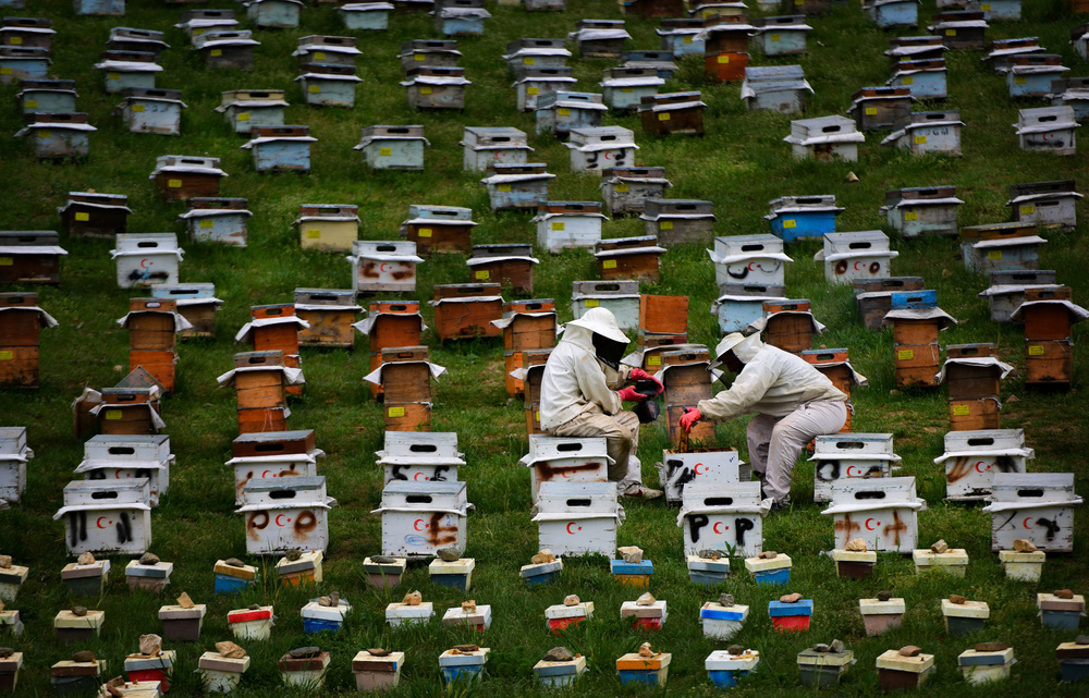 The Beekeepers von Niyazi Gürgen