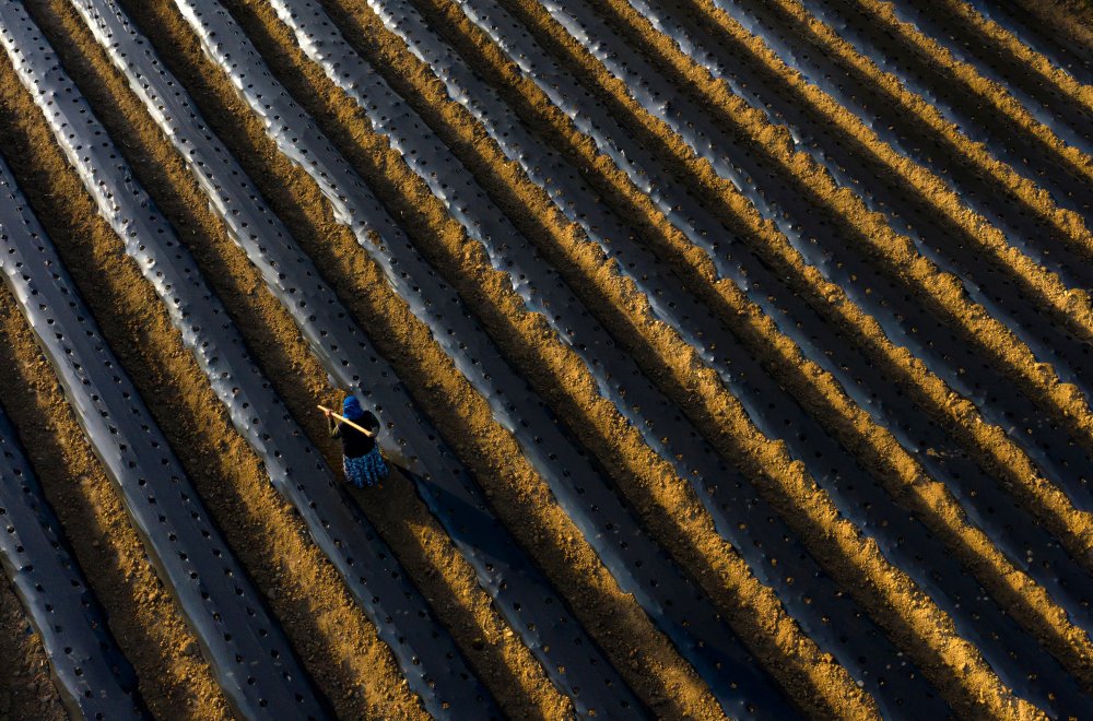 Strawberry Field von Niyazi Gürgen