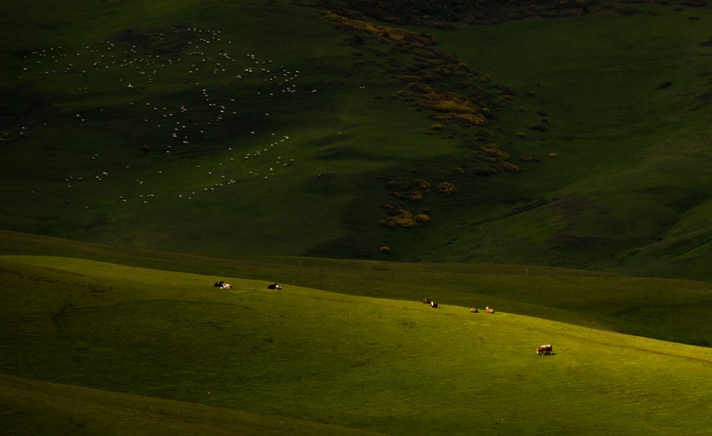 Green World von Niyazi Gürgen