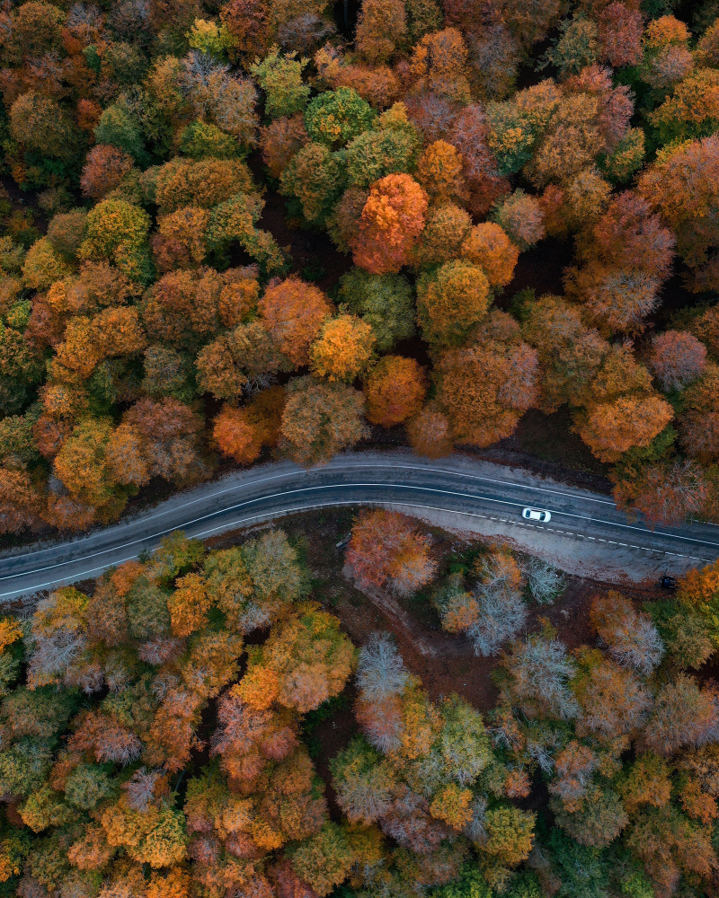 Autumn Way von Niyazi Gürgen