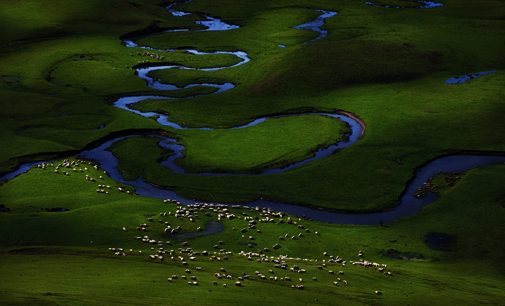 Herd and Light von Niyazi Gürgen