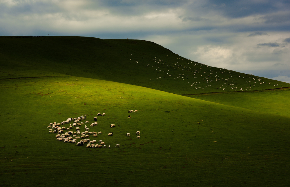 Sheepherds of The Plateau von Niyazi Gürgen