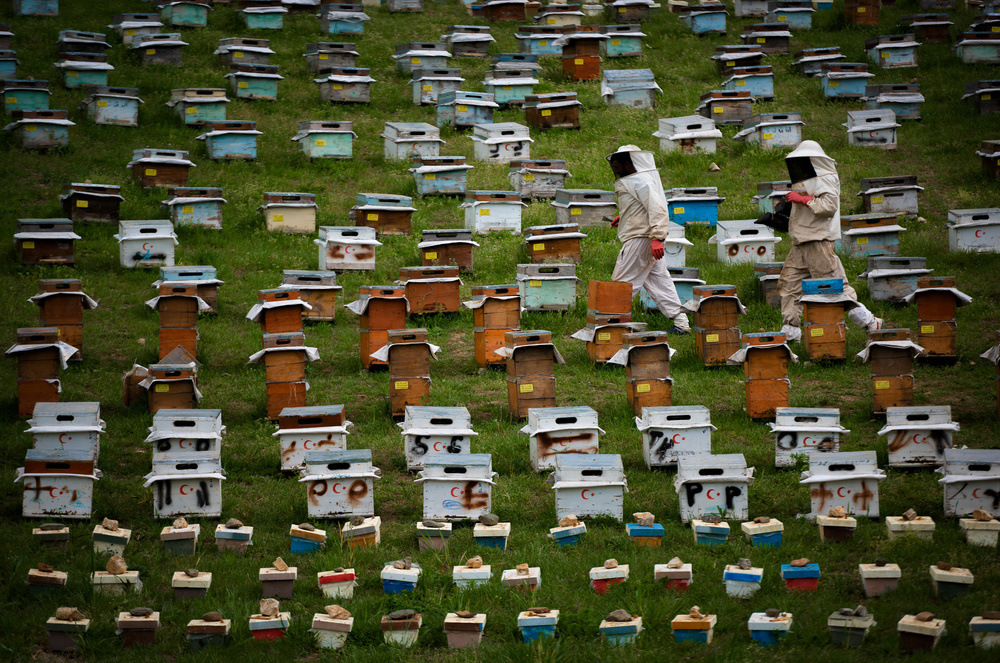 City of Bees von Niyazi Gürgen