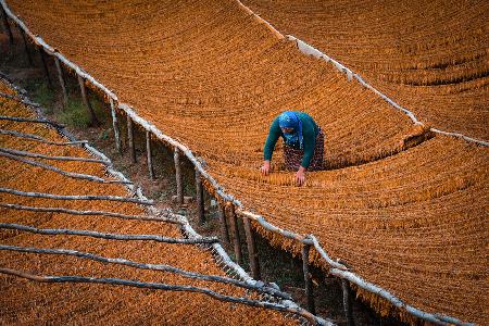 Tobacco Drying