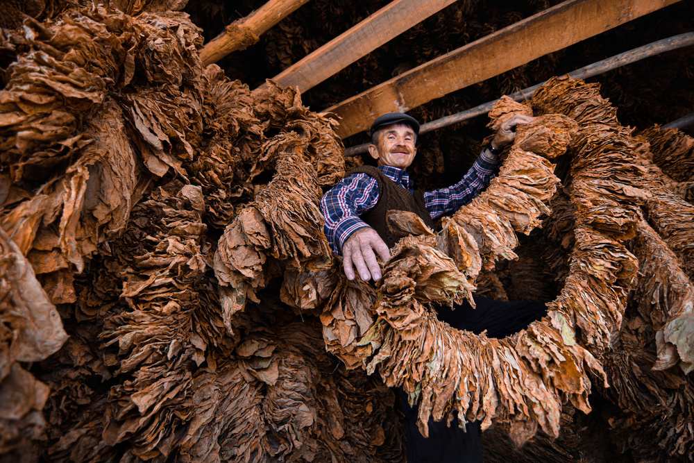 Tobacco Drying von Niyazi Gürgen