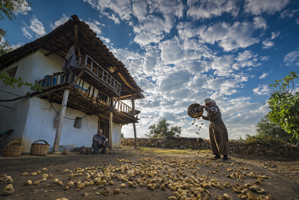 Drying Fig von Niyazi Gürgen