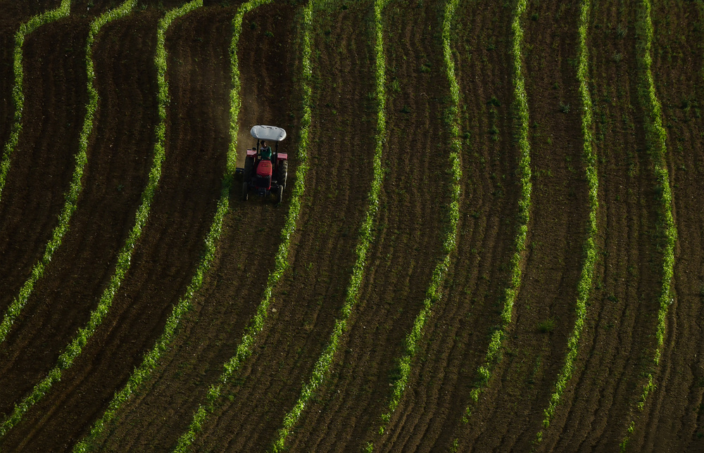 Vineyard von Niyazi Gürgen